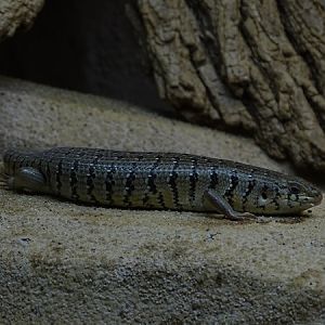Two-coloured skink (Trachylepis dichroma)