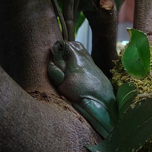 Australian green tree frog (Ranoidea caerulea)