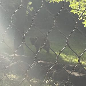 Spotted Hyena Silhouette