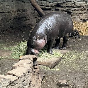 Pygmy Hippopotamus