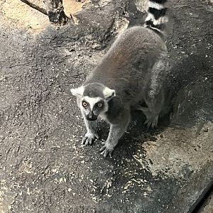 Ring-Tailed Lemur