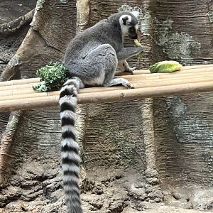 Ring-Tailed Lemur