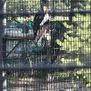Steller’s Sea-Eagle