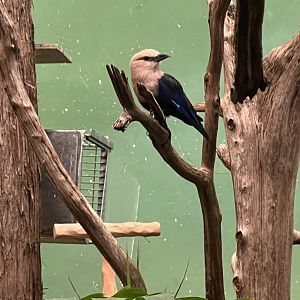 Blue-Bellied Roller