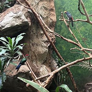 Green Aracari and Red-Crested Turaco