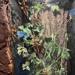 Australian Walking Sticks