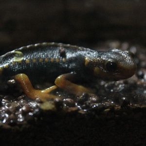 Himalayan newt (Tylototriton verrucosus)