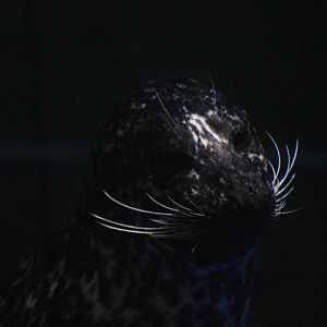 Pacific harbor seal (Phoca vitulina richardii)