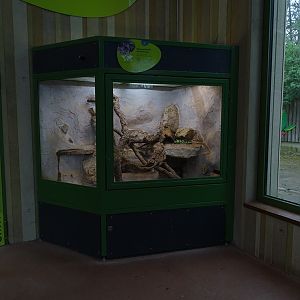 Elephant House: Turkish spiny mouse enclosure