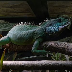 Chinese water dragon (Physignathus cocincinus)