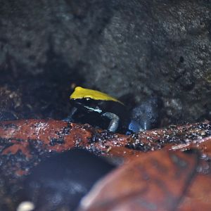 Blue-legged Mantella (Mantella expectata)