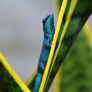 Electric Blue Gecko (Lygodactylus williamsi)