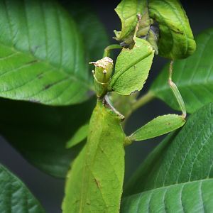 Chrisangi Leaf Insect (Phyllium chrisangi)