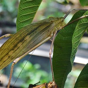 Malaysian Giant Katydid (Arachnacris corporalis)