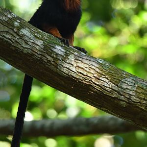 Golden-headed lion tamarin (Leontopithecus chrysomelas)