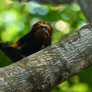Golden-headed lion tamarin (Leontopithecus chrysomelas)