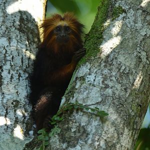 Golden-headed lion tamarin (Leontopithecus chrysomelas)
