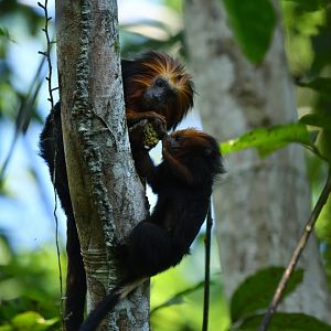 Golden-headed lion tamarin (Leontopithecus chrysomelas)