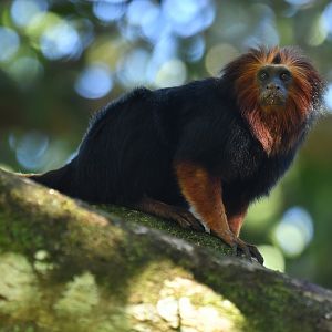 Golden-headed lion tamarin (Leontopithecus chrysomelas)
