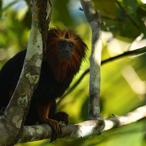 Golden-headed lion tamarin (Leontopithecus chrysomelas)