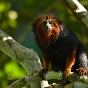 Golden-headed lion tamarin (Leontopithecus chrysomelas)