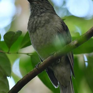 Screaming Piha Lipaugus vociferans