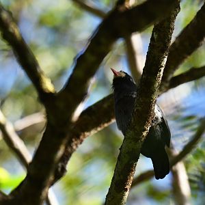 White-fronted Nunbird Monasa morphoeus