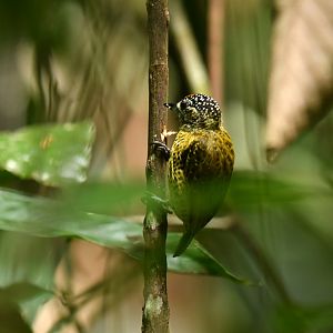 Golden-spangled Piculet Picumnus exilis