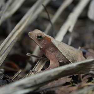 Rhinella crucifer