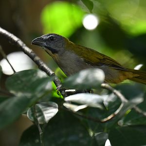 Buff-throated Saltator Saltator maximus