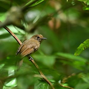 Brown-winged Schiffornis Schiffornis turdina