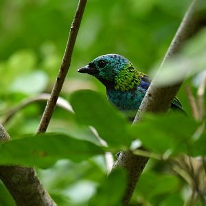Green-headed Tanager Tangara seledon