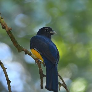 Green-backed Trogon Trogon viridis