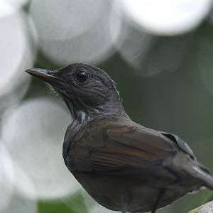 Pale-breasted Thrush Turdus leucomelas