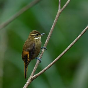 Plain Xenops Xenops minutus