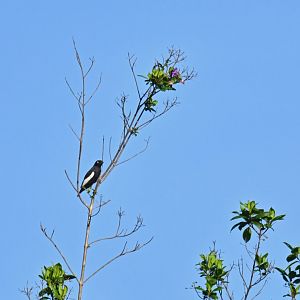 White-winged Cotinga Xipholena atropurpurea