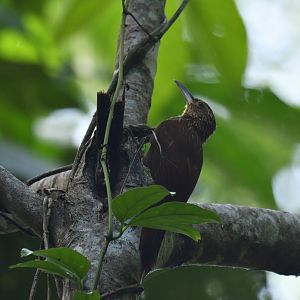 Buff-throated Woodcreeper Xiphorhynchus guttatus