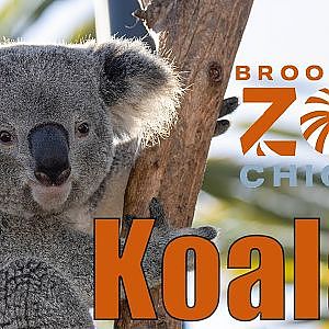 KOALAS at the Brookfield Zoo