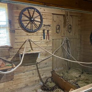 Neumann's grass rat enclosure, Little Africa, CWP, UK