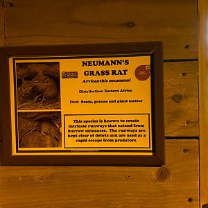 Neumann's grass rat signage, Little Africa, CWP, UK