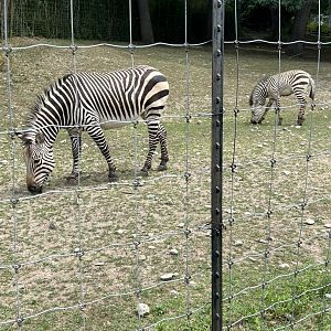 Hartmann’s Mountain Zebras