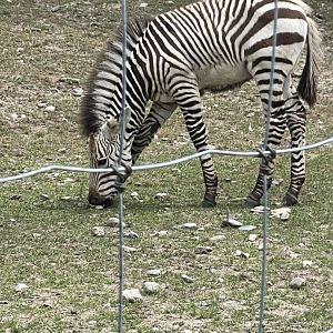 Hartmann’s Mountain Zebra