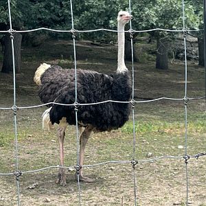 Ostrich
