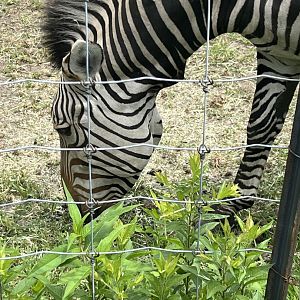 Hartmann’s Mountain Zebra