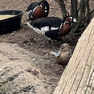 Baikal Teal and Red-Breasted Geese