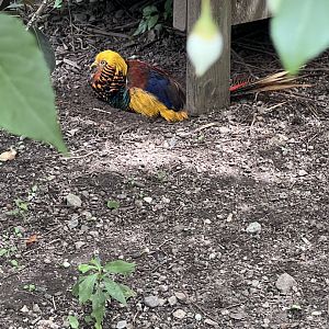 Golden Pheasant