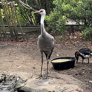 Hooded Crane and Red-Breasted Goose