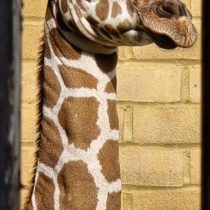 Giraffe calf
