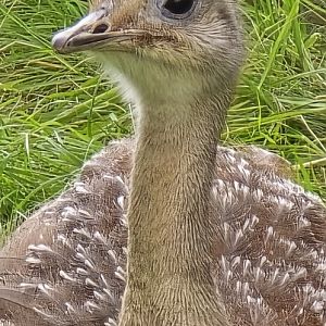 Lesser rhea
