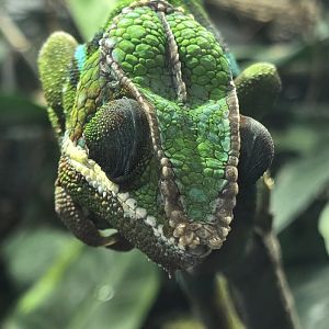 Panther chameleon